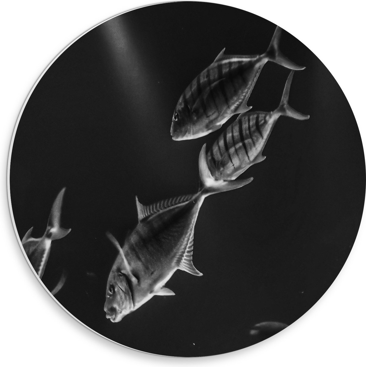 PVC Schuimplaat Muurcirkel - Vissen in het Aquarium Zwart - Wit - 30x30 cm Foto op Muurcirkel (met ophangsysteem)