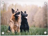 WallClassics - Tuinposter – Twee Herders Honden in het Gras - 40x30 cm Foto op Tuinposter  (wanddecoratie voor buiten en binnen)