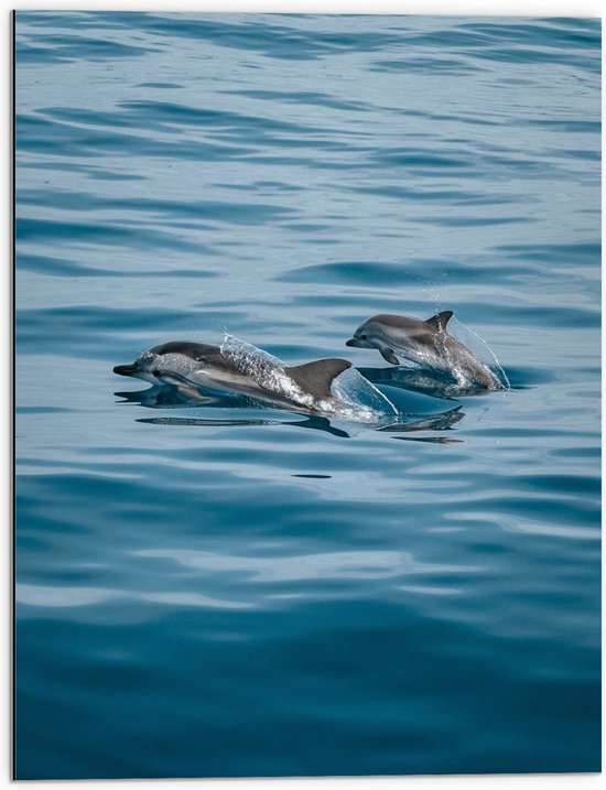 WallClassics - Dibond - Vrolijke Dolfijnen in het Water - 60x80 cm Foto op Aluminium (Met Ophangsysteem)