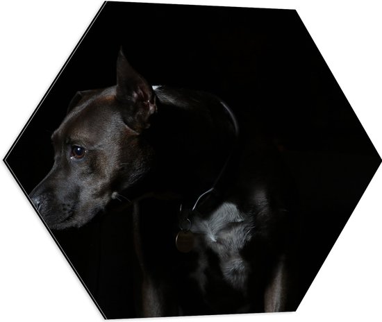 WallClassics - Dibond Hexagon - Zwarte Hond met Donkere Achtergrond - 60x52.2 cm Foto op Hexagon (Met Ophangsysteem)
