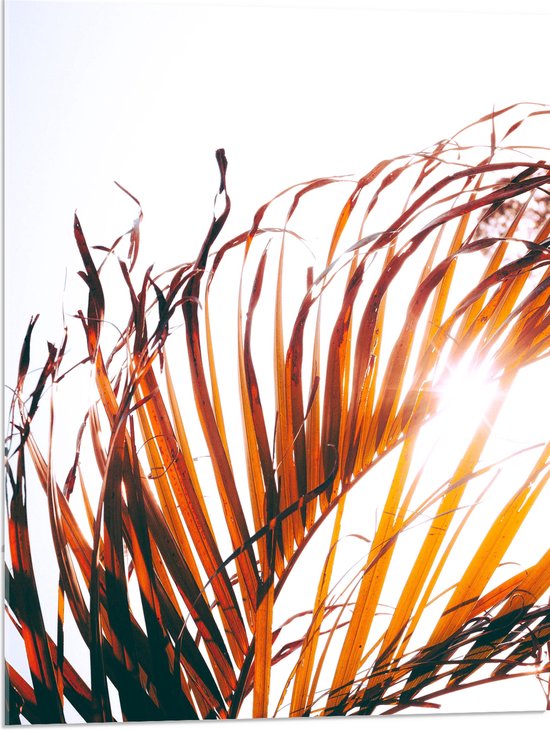 WallClassics - Acrylglas - Bruine Palmbladeren - 60x80 cm Foto op Acrylglas (Wanddecoratie op Acrylaat)