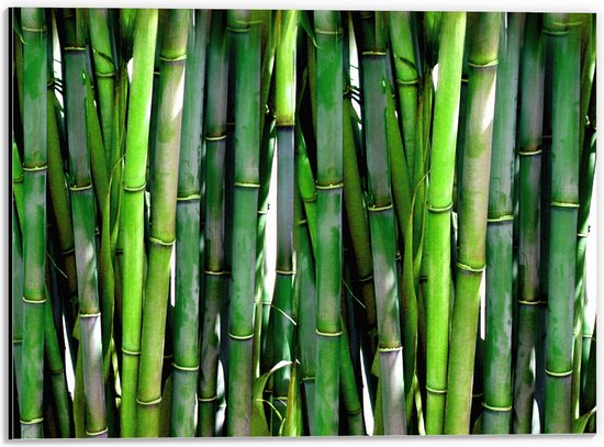 WallClassics - Dibond - Groene Bamboe Takken bij Elkaar - 40x30 cm Foto op Aluminium (Met Ophangsysteem)