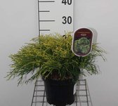 Chamaecyparis pisifera 'Sungold' - Japanse Cipres, Japanse Sawara Cipres  20 - 25 cm in pot