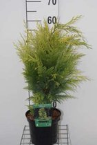 Chamaecyparis lawsoniana 'Stardust' - Californische Cipres, Dwergschijncipres 30 - 40 cm in pot