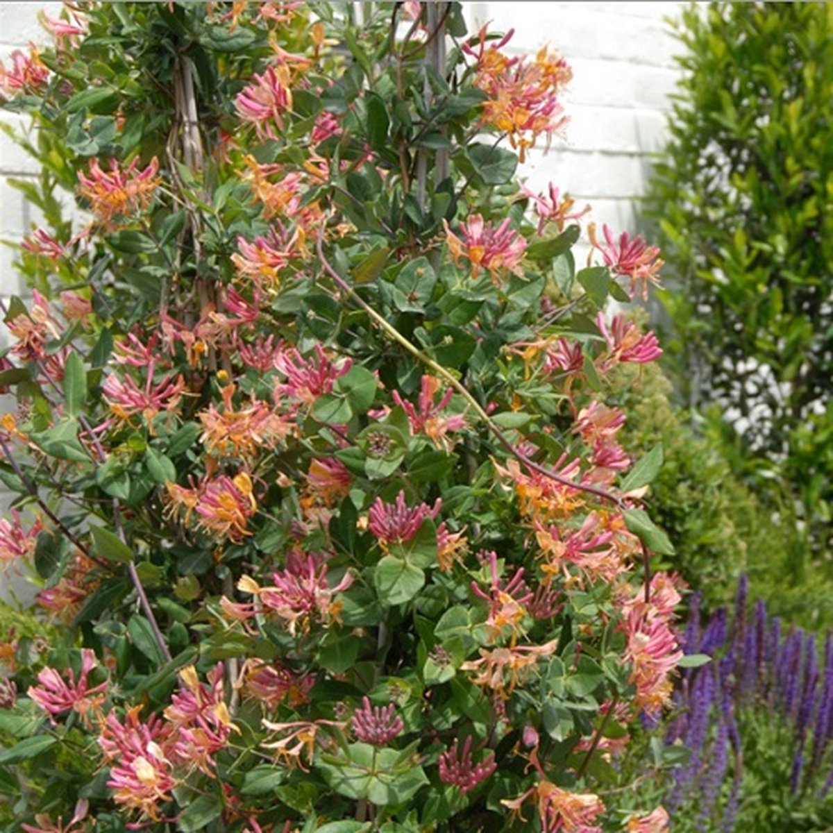 3 x Kamperfoelie American Beauty (Lonicera): 3 halen/2 betalen - 3 stuks Klimplanten | Rood, Meerjarig en Winterhard | 3 x 1,5 liter pot