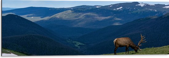 WallClassics - Dibond - Grazend Hert op Hoogste Berg van Berggebied - 90x30 cm Foto op Aluminium (Met Ophangsysteem)