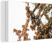 Canvas Schilderij Bloemen - Takken - Natuur - 60x40 cm - Wanddecoratie