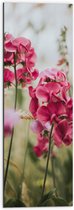 WallClassics - Dibond - Roze Narcissen tussen Groene Grassprieten - 30x90 cm Foto op Aluminium (Met Ophangsysteem)