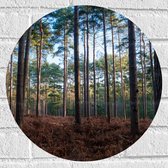 WallClassics - Muursticker Cercle - Forêt brune - 40x40 cm Photo sur Muursticker