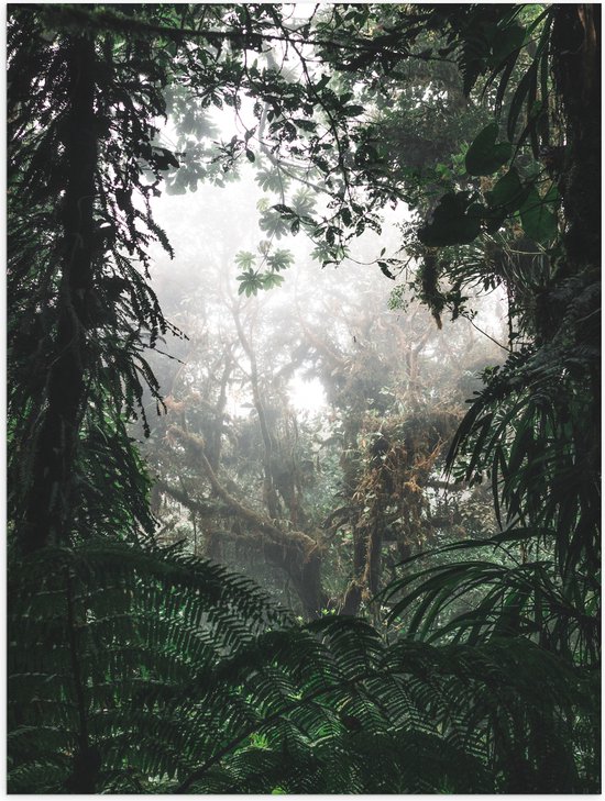 Poster Glanzend – Begroeiing in Regenwoud - 30x40 cm Foto op Posterpapier met Glanzende Afwerking