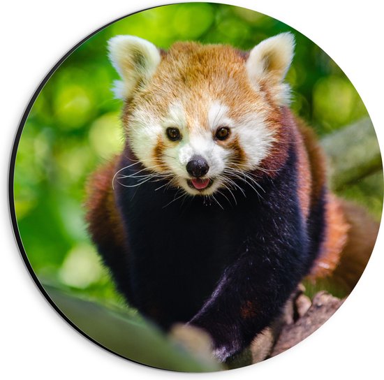 WallClassics - Dibond Muurcirkel - Rode Panda in de Boom - 20x20 cm Foto op Aluminium Muurcirkel (met ophangsysteem)