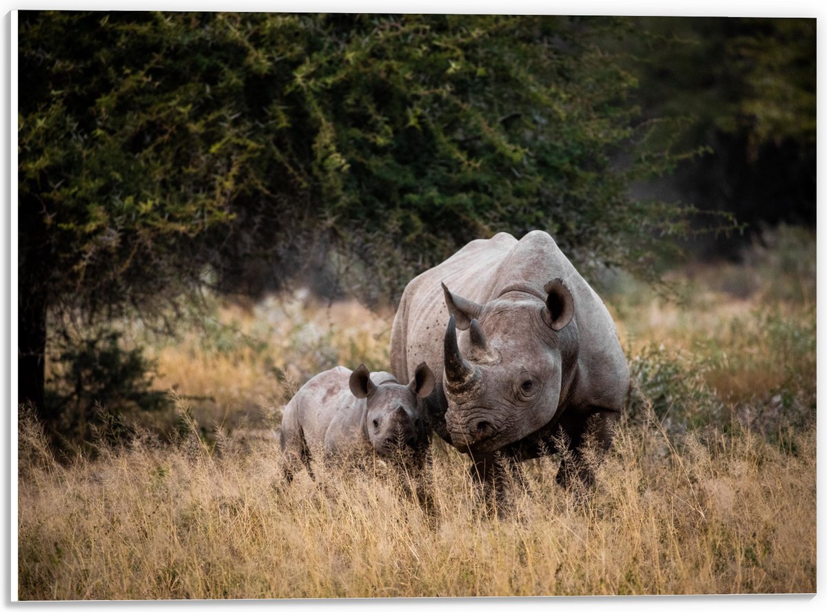 PVC Schuimplaat- Neushoorn met Baby in de Natuur - 40x30 cm Foto op PVC Schuimplaat