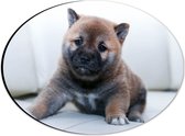 WallClassics - Dibond Ovaal - Bruine Shiba Pup - 28x21 cm Foto op Ovaal (Met Ophangsysteem)