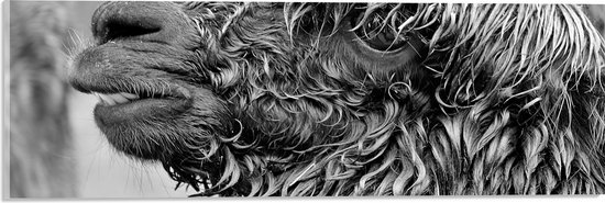 WallClassics - Acrylglas - Natte Alpaca Zwart - Wit - 60x20 cm Foto op Acrylglas (Met Ophangsysteem)