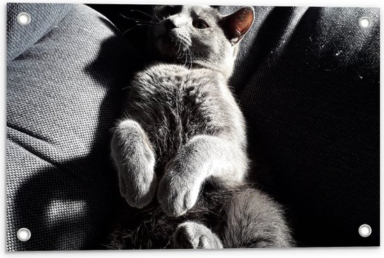 WallClassics - Poster de Jardin - Chat Paresseux Gris sur le Canapé - 60x40 cm Photo sur Poster de Jardin (décoration murale pour l'extérieur et l'intérieur)