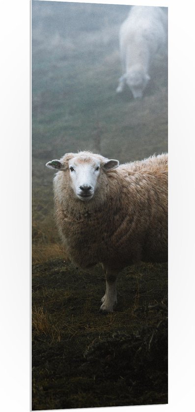 WallClassics - PVC Schuimplaat - Schaap in de Wei met Mist - 50x150 cm Foto op PVC Schuimplaat (Met Ophangsysteem)