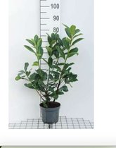 Prunus laurocerasus 'Novita' - LAURIERKERS NOVITA, PAPLAURIER NOVITA 40 - 60 cm in pot