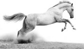 Fotobehang - White gallop.