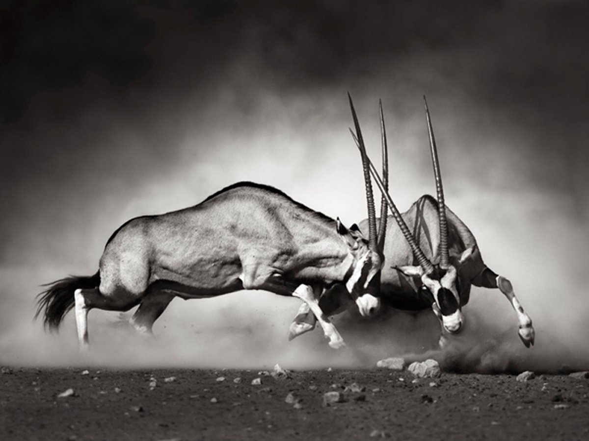 Fotobehang - Gemsbok strijd.