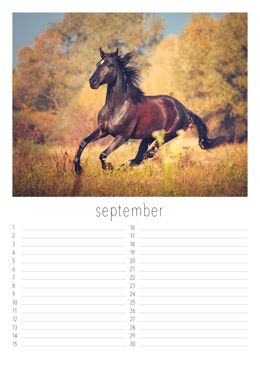 Kalender Paarden bol
