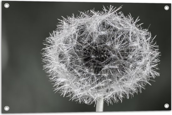 WallClassics - Tuinposter – Mooie Paardenbloem (zwart/wit) - 75x50 cm Foto op Tuinposter  (wanddecoratie voor buiten en binnen)