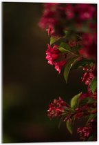 WallClassics - Acrylglas - Roze Bloemen - 40x60 cm Foto op Acrylglas (Wanddecoratie op Acrylaat)