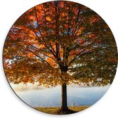 WallClassics - Dibond Muurcirkel - Grote Herfstkleurige Boom - 50x50 cm Foto op Aluminium Muurcirkel (met ophangsysteem)