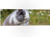 WallClassics - PVC Schuimplaat- Schattig Fluffy Konijntje - 90x30 cm Foto op PVC Schuimplaat