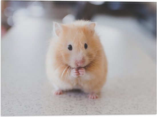 WallClassics - Vlag - Schattige Hamster op de Keukentafel - 40x30 cm Foto op Polyester Vlag