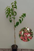Jonge Zevenzonenboom | Heptacodium miconioides | 100-150cm hoogte
