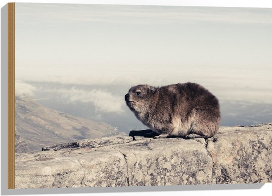 WallClassics - Hout - Marmot op de Muur - 75x50 cm - 12 mm dik - Foto op Hout (Met Ophangsysteem)
