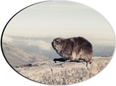 WallClassics - Dibond Ovaal - Marmot op de Muur - 28x21 cm Foto op Ovaal (Met Ophangsysteem)