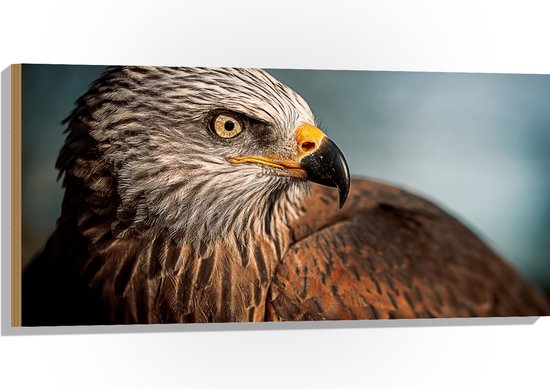 WallClassics - Hout - Roofvogel Wouw - 100x50 cm - 12 mm dik - Foto op Hout (Met Ophangsysteem)