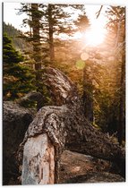 WallClassics - Dibond - Grote Gevallen Stronk - 60x90 cm Foto op Aluminium (Wanddecoratie van metaal)