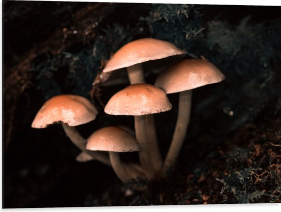 WallClassics - Dibond - Groepje Paddenstoelen - 80x60 cm Foto op Aluminium (Met Ophangsysteem)