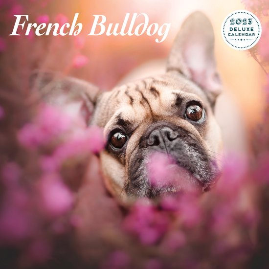 Franse Bulldog 2025 Deluxe Kalender
