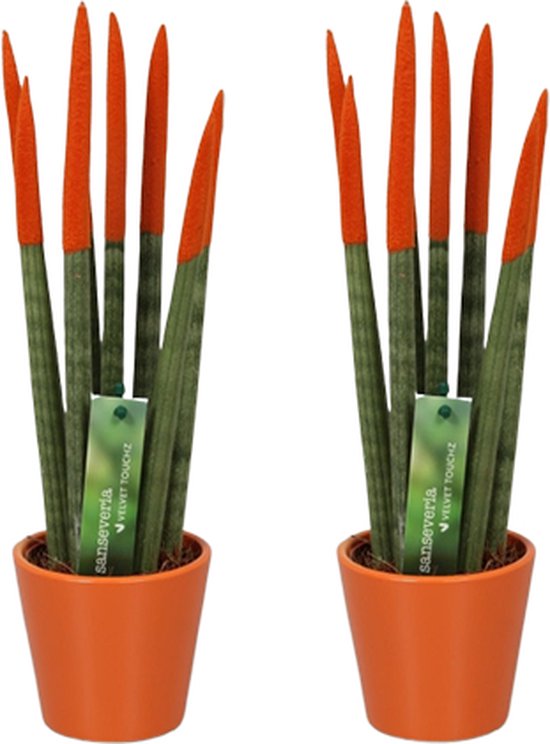 Sansevieria Cylindrica Velvet TouchZ® L 30cm Con Vaso Ceramica Colorato