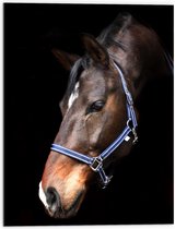 WallClassics - Dibond - Paardenhoofd met Zwarte Achtergrond - 60x80 cm Foto op Aluminium (Met Ophangsysteem)