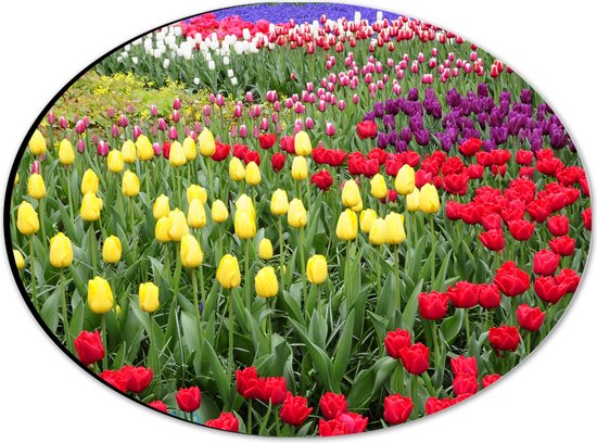 WallClassics - Dibond Ovaal - Gekleurde Tulpen Velden - 28x21 cm Foto op Ovaal (Met Ophangsysteem)
