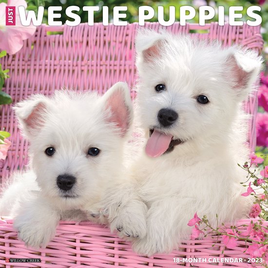 West Highland White Terrier Puppies Wallpaper - View #2