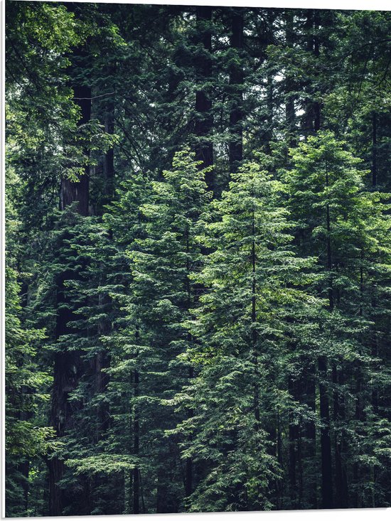 WallClassics - PVC Schuimplaat - Dunne Bomen - 60x80 cm Foto op PVC Schuimplaat (Met Ophangsysteem)