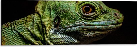 WallClassics - Dibond - Groen Reptiel met Zwarte Achtergrond - 90x30 cm Foto op Aluminium (Met Ophangsysteem)