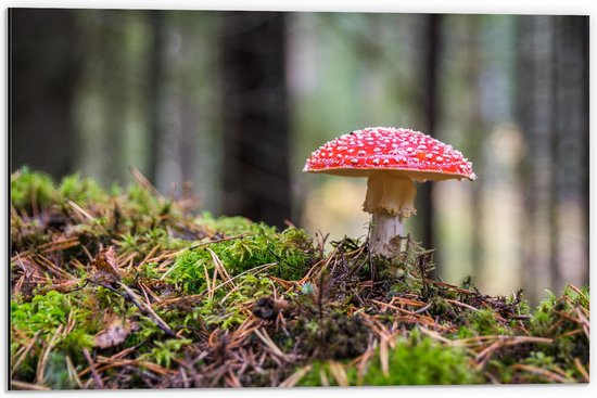 WallClassics - Dibond - Rood met Witte Paddenstoel in Het Mos - 60x40 cm Foto op Aluminium (Wanddecoratie van metaal)