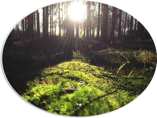 WallClassics - Panneau de mousse PVC ovale - Rayons de soleil du matin à travers la forêt - 68x51 cm Photo sur ovale (avec système de suspension)