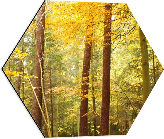 WallClassics - Dibond Hexagon - Fel Gekleurde Bomen in het Bos - 50x43.5 cm Foto op Hexagon (Met Ophangsysteem)
