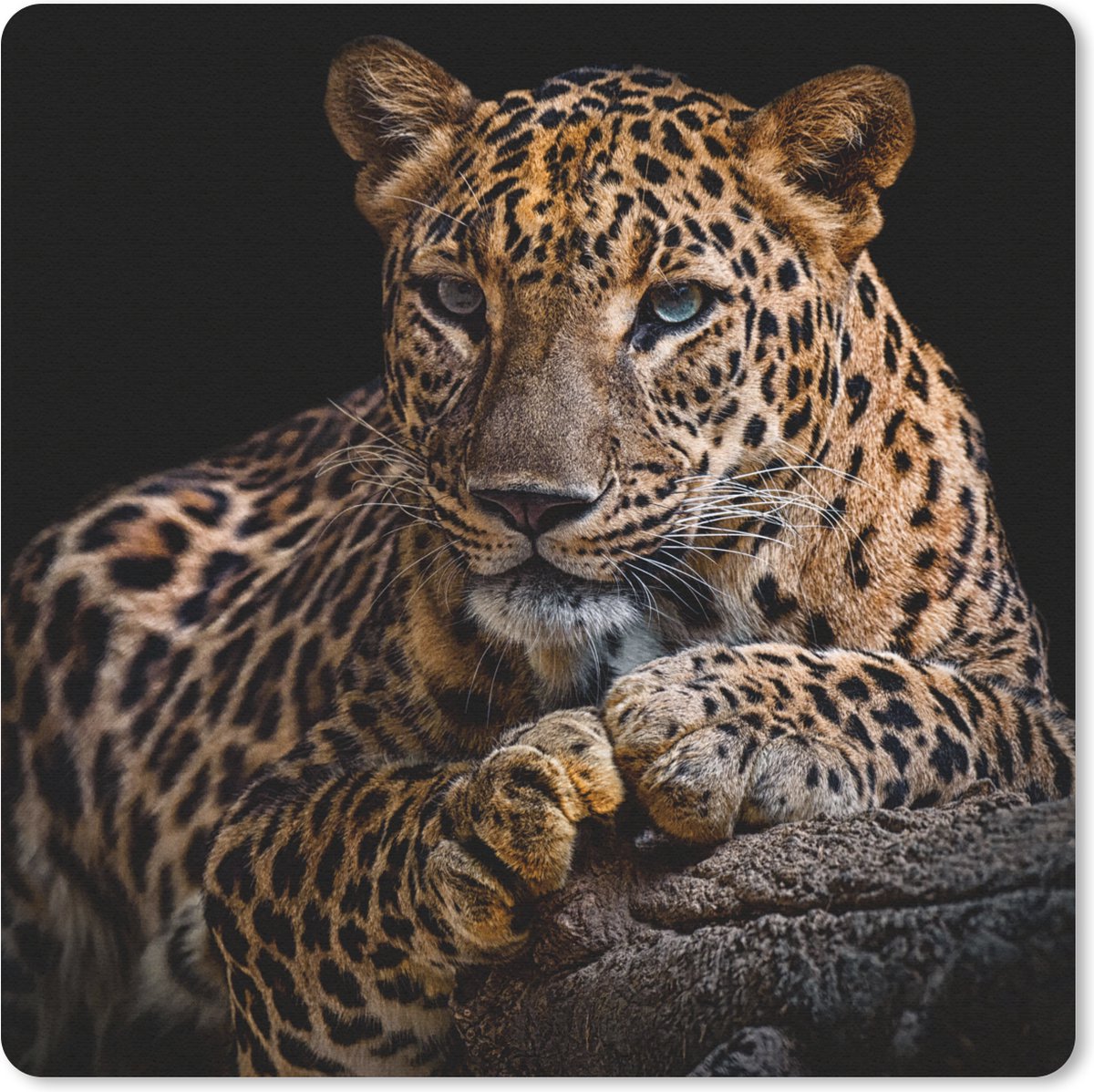 Muismat 20x20 cm - Mousepad Wilde dieren - Panter - Portret - Zwart - Dieren - Muismatten