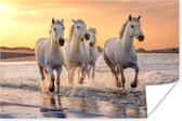 Poster Paarden - Zon - Zee - Strand - Dieren - 60x40 cm