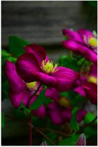 WallClassics - Poster Glanzend – Paars-Roze Gentiaan Bloemen - 80x120 cm Foto op Posterpapier met Glanzende Afwerking