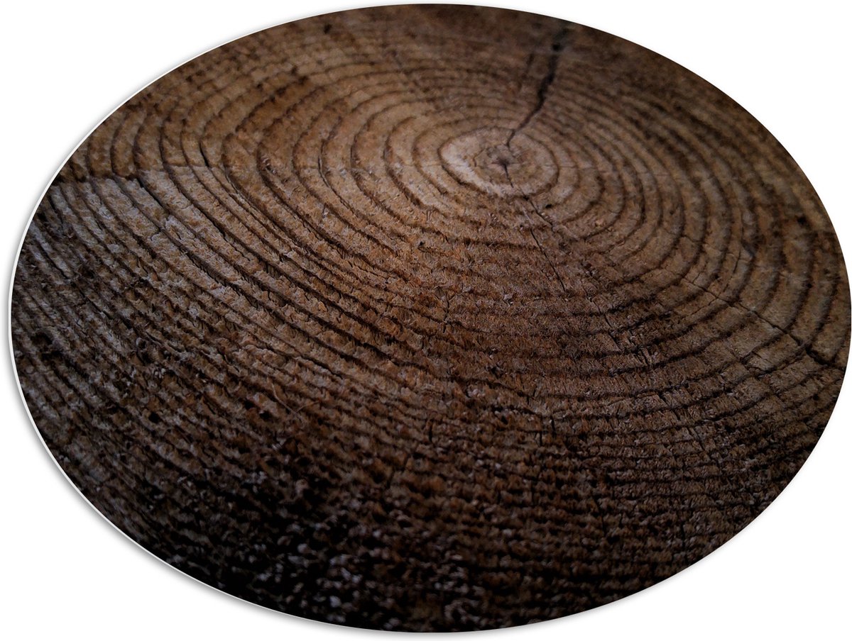 PVC Schuimplaat Ovaal - Oude Dikke Boomstam - 96x72 cm Foto op Ovaal (Met Ophangsysteem)