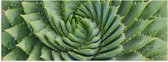 WallClassics - Poster Glossy - Spiral Cactus - 90x30 cm Photo sur Papier Poster avec Finition Brillante